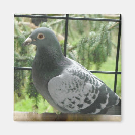 Imán Perfecto pichón