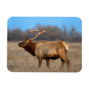 Imán Perfil de alce en otoño