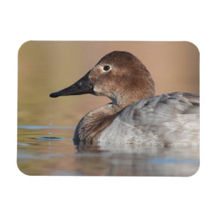 Imán Perfil de Canvasback Femenino