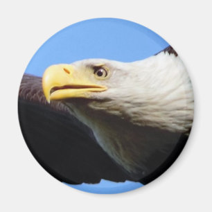 Imán Perfil de Eagle calvo
