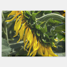 Imán - Perfil de girasol