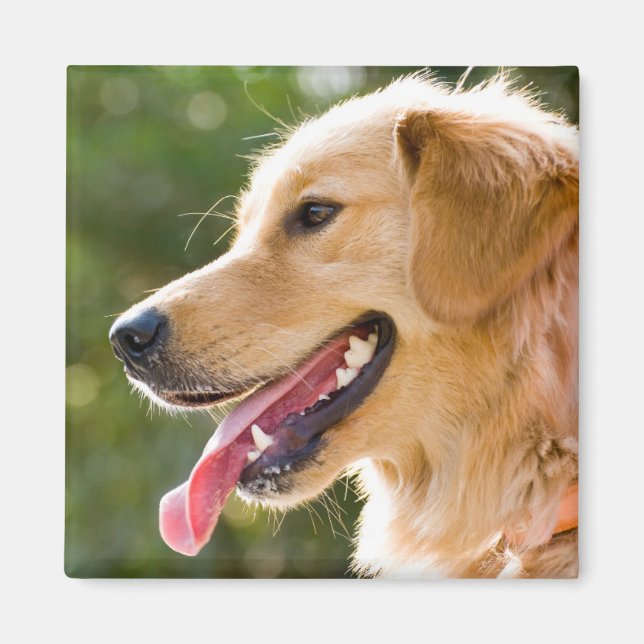 Imán Perfil de Golden Retriever con salida de lengua (Frente)