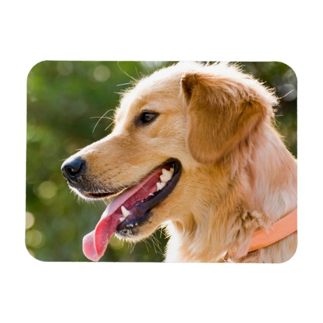 Imán Perfil de Golden Retriever con salida de lengua (Horizontal)