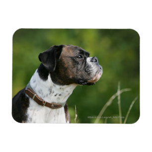 Imán Perfil de perro de Boxer