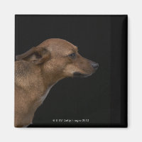 Perfil de perro de raza mixta sobre fondo negro