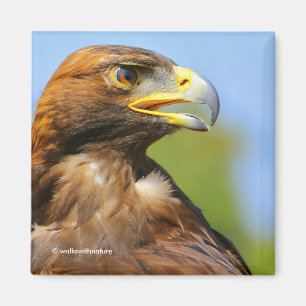 Imán Perfil de un águila dorada en el sol de verano