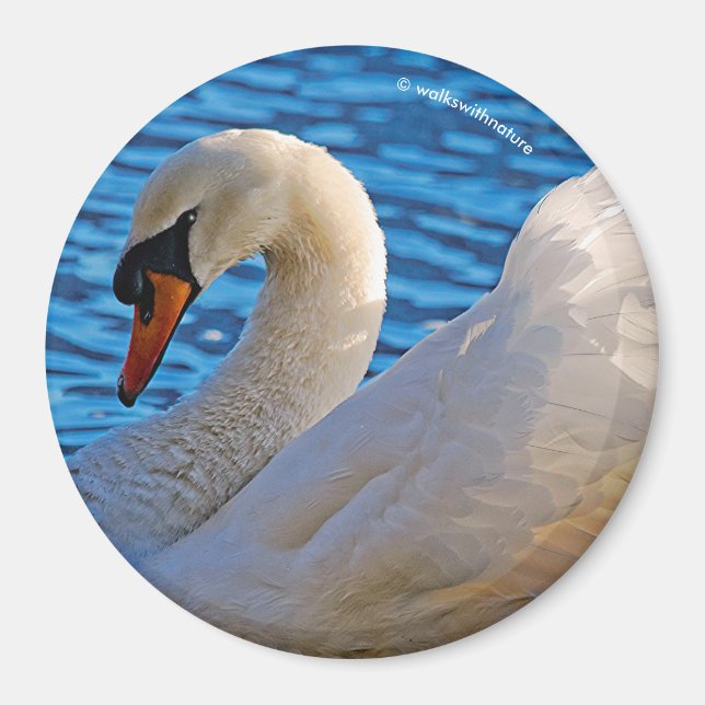 Imán Perfil de un cisne mudo (Frente)