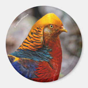 Imán Perfil de un faisán dorado rojo