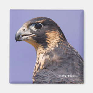 Imán Perfil de un halcón peregrino juvenil