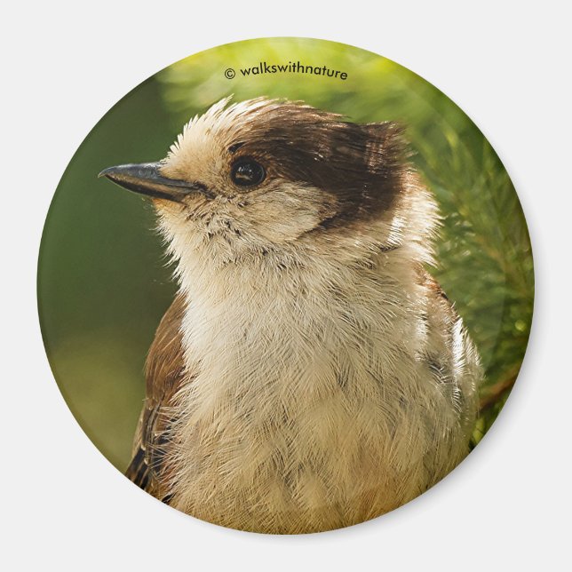 Imán Perfil de un Jay Gray/Whiskeyjack lindo (Frente)