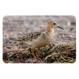 Imán Perfil de un Sandpiper con el pecho descubierto en