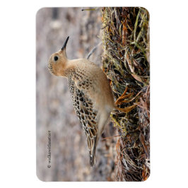 Imán Perfil de un Sandpiper con el pecho descubierto en