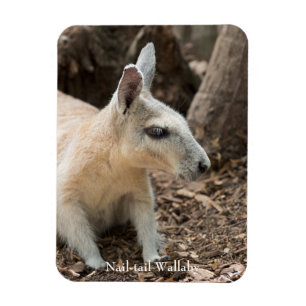 Imán Perfil de Wallaby