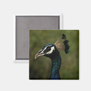 Imán Perfil del pavo real