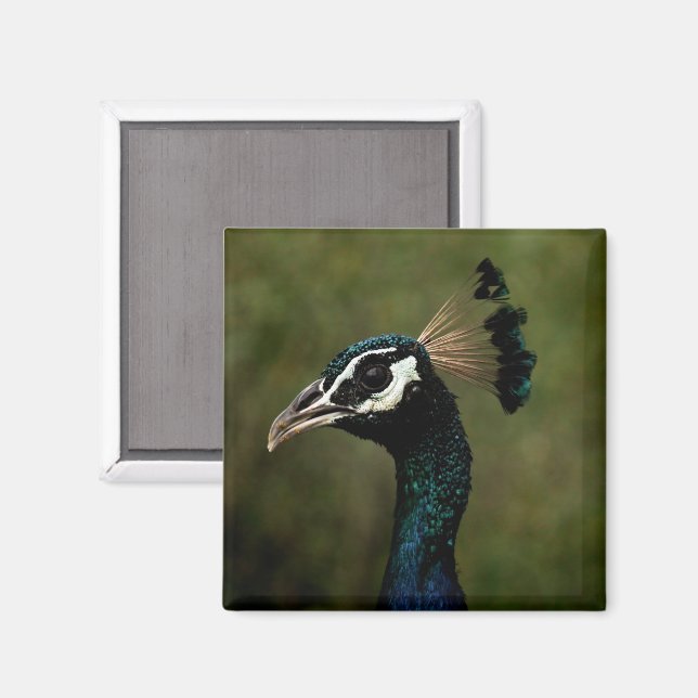 Imán Perfil del pavo real (Anverso/Reverso)