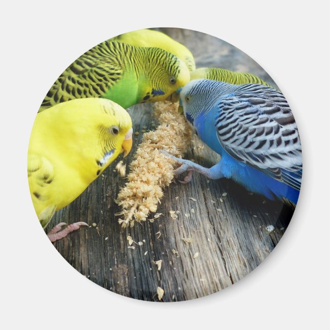 Imán Periquitos (Melopsittacus undulatus) (Frente)