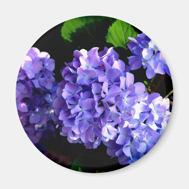 Imán Periwinkle hidrangeas flor azul púrpura floral (Frente)