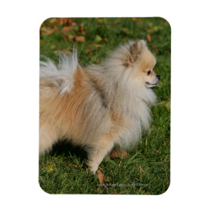 Imán Permanente de Pomerania