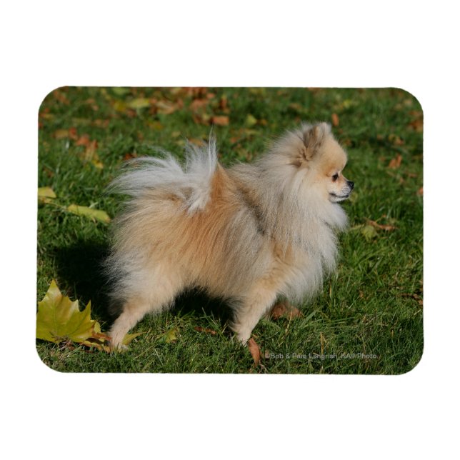 Imán Permanente de Pomerania (Horizontal)
