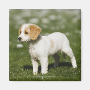 Imán Perrito 3