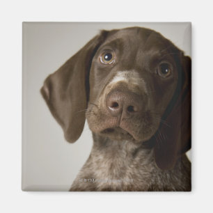 Imán Perrito alemán del indicador de pelo corto