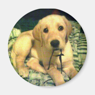 Imán perrito amarillo del labrador retriever