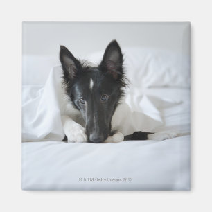 Imán Perrito blanco y negro en cama con el hueso