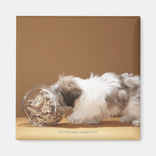 Imán Perrito con la cabeza en tarro de galletas