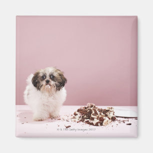 Imán Perrito con la torta en piso