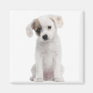 Imán Perrito cruzado de la raza (2 meses)