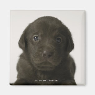 Imán Perrito de Brown, retrato, primer