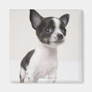 Imán Perrito de Chihuhua que se coloca en la tela