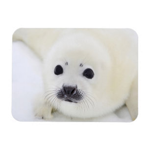 Imán Perrito de foca de Groenlandia del bebé en el