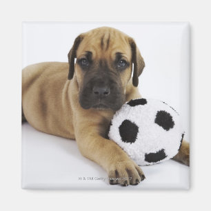 Imán Perrito de great dane con el balón de fútbol del