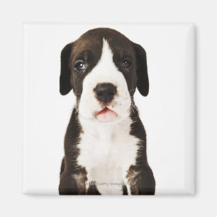 Imán Perrito de great dane del Harlequin en el fondo