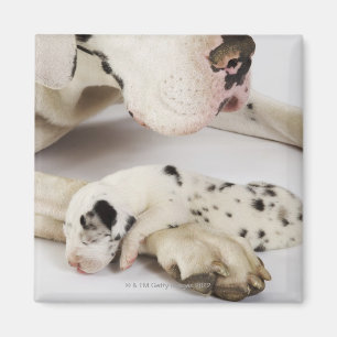 Imán Perrito de great dane del Harlequin que duerme en