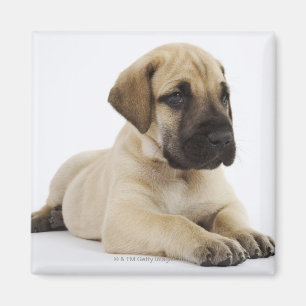 Imán Perrito de great dane que miente en estudio