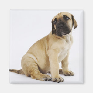 Imán Perrito de great dane que se sienta en estudio