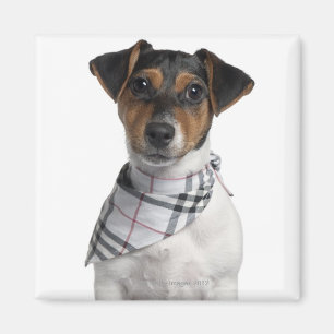 Imán Perrito de Jack Russell Terrier (4 meses)