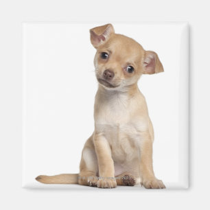 Imán Perrito de la chihuahua (2 meses)