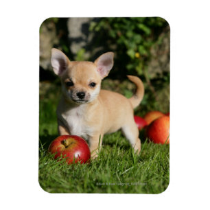 Imán Perrito de la chihuahua con las manzanas