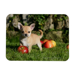 Imán Perrito de la chihuahua con las manzanas