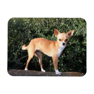 Imán Perrito de la chihuahua de la taza de té