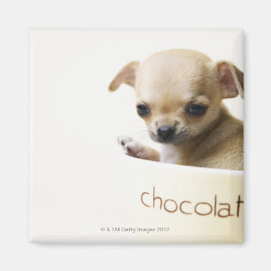 Imán Perrito de la chihuahua en el cuenco (cosechado)