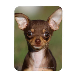 Imán Perrito de la chihuahua que mira la cámara