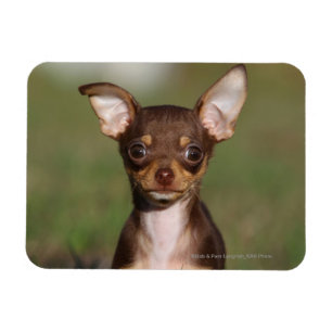 Imán Perrito de la chihuahua que mira la cámara