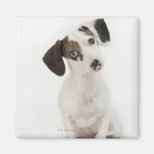 Imán Perrito de la hembra del Dachshund/de la chihuahua