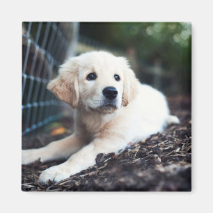 Imán Perrito de Labrador que juega en el jardín