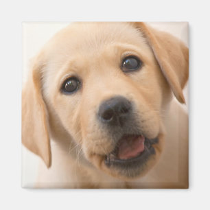 Imán Perrito de oro de Labrador