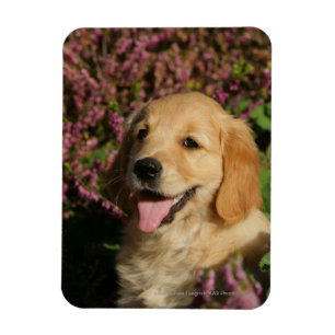 Imán Perrito de oro de Retreiver